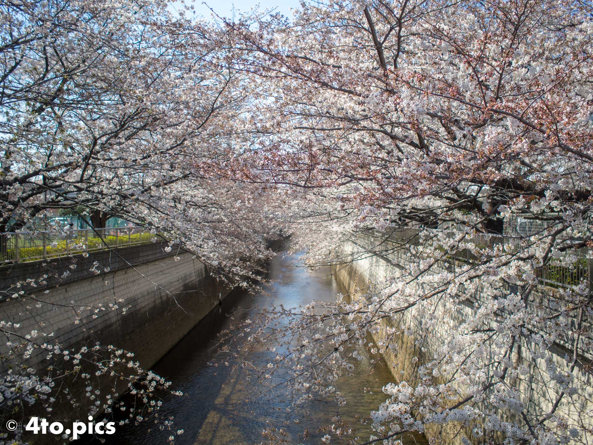 【サクラ】石神井川沿いに咲くソメイヨシノ１