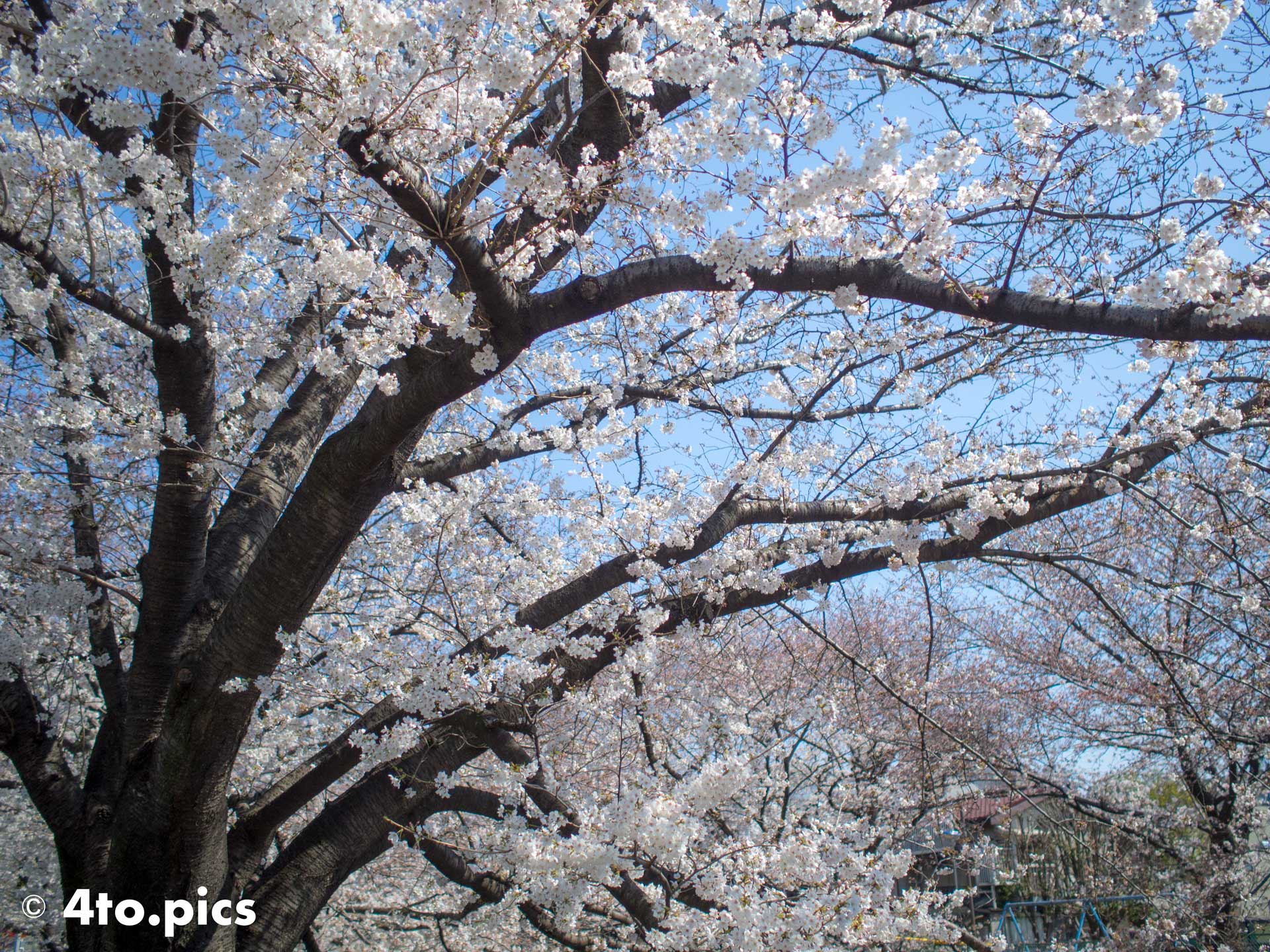 【サクラ】石神井川沿いに咲くソメイヨシノ６