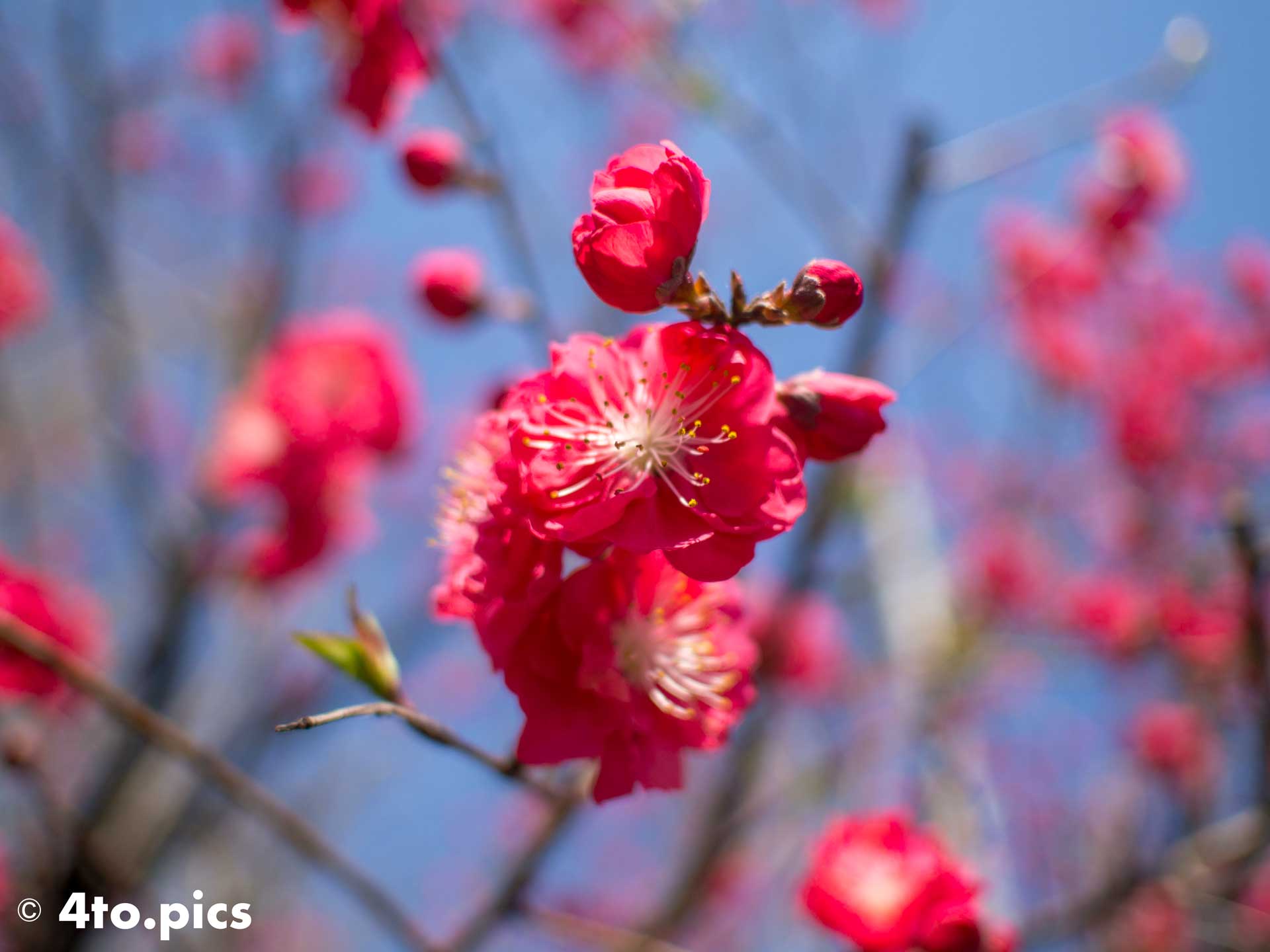 【ハナモモ】サクラと似ているけど恐らく「花桃」で、ソメイヨシノと同じバラ目バラ科