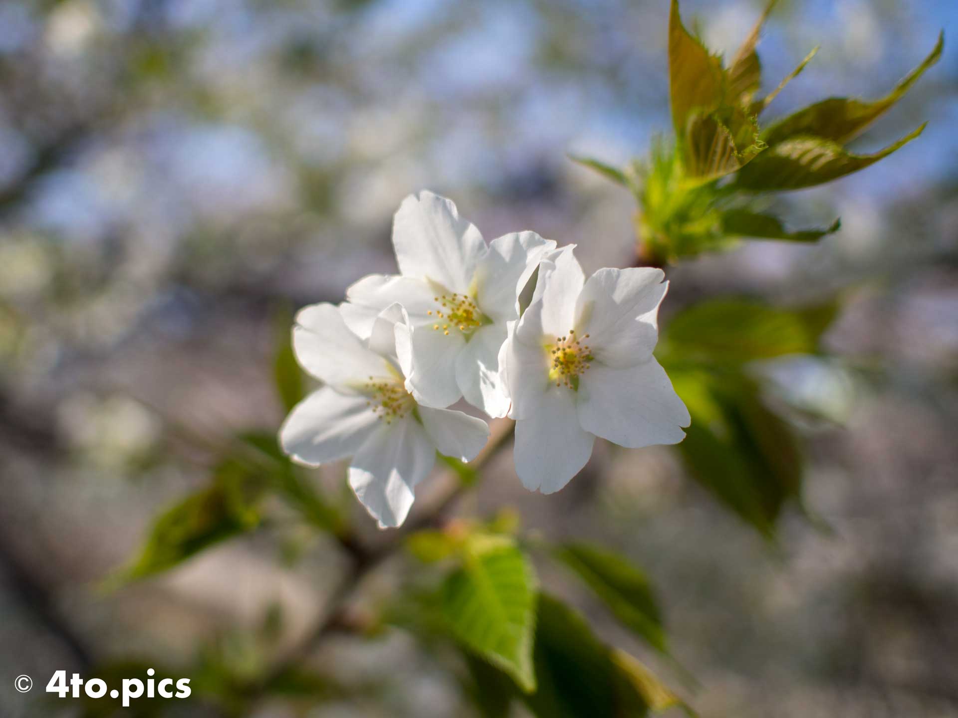 【サクラ】石神井川沿いに咲く山桜１