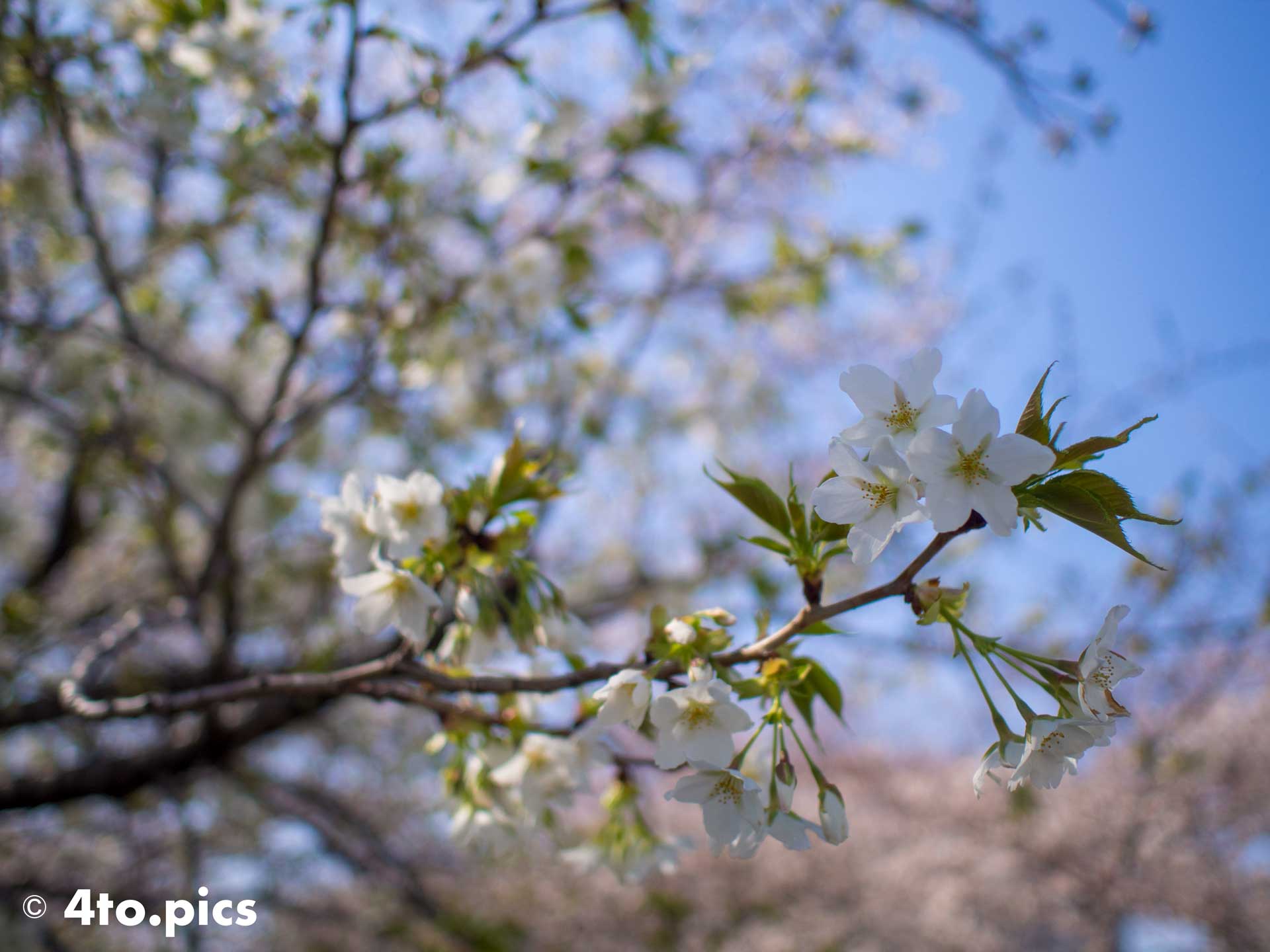 【サクラ】石神井川沿いに咲く山桜２