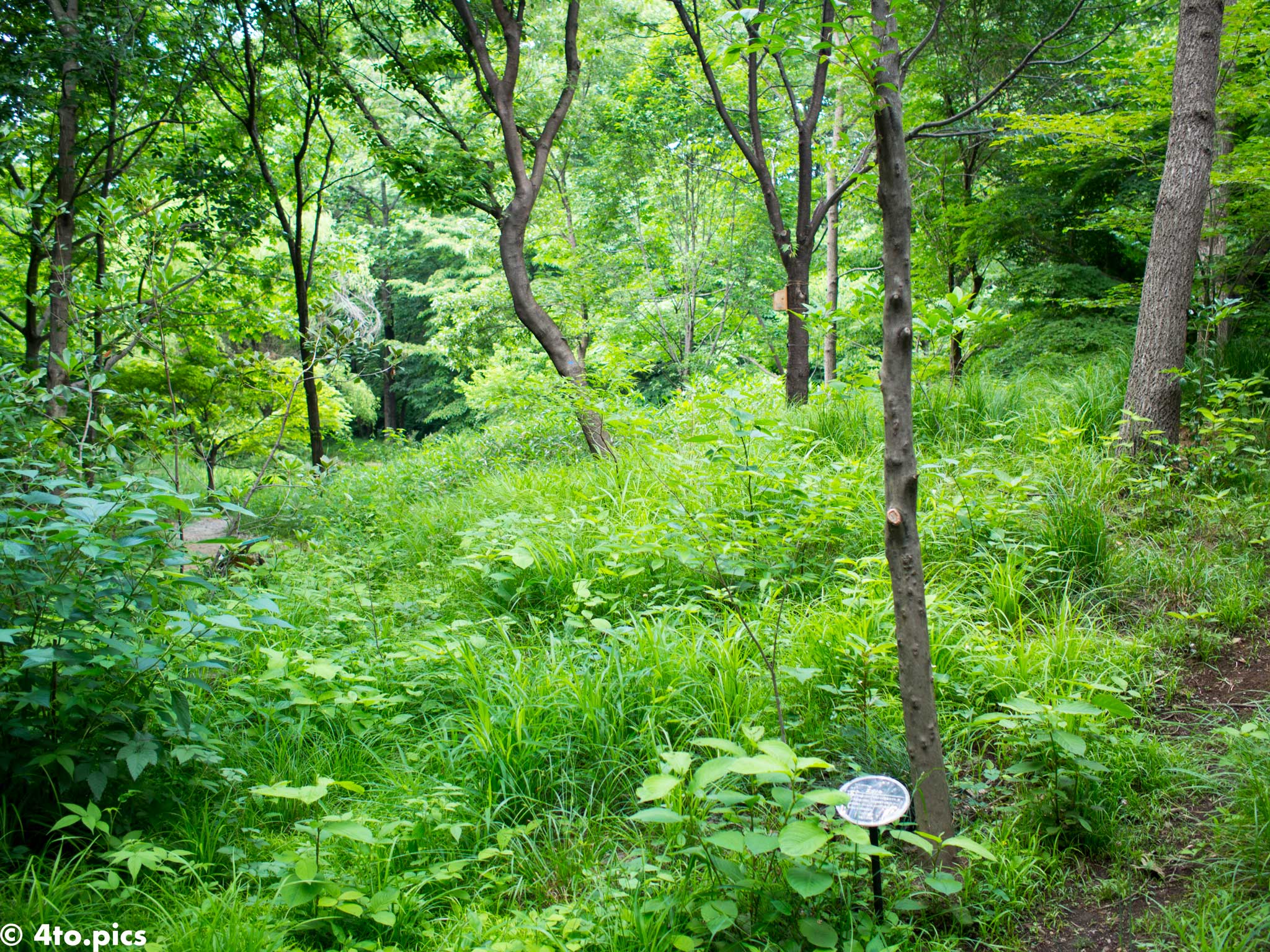 日本庭園に行く途中で通った森…完全に森！笑